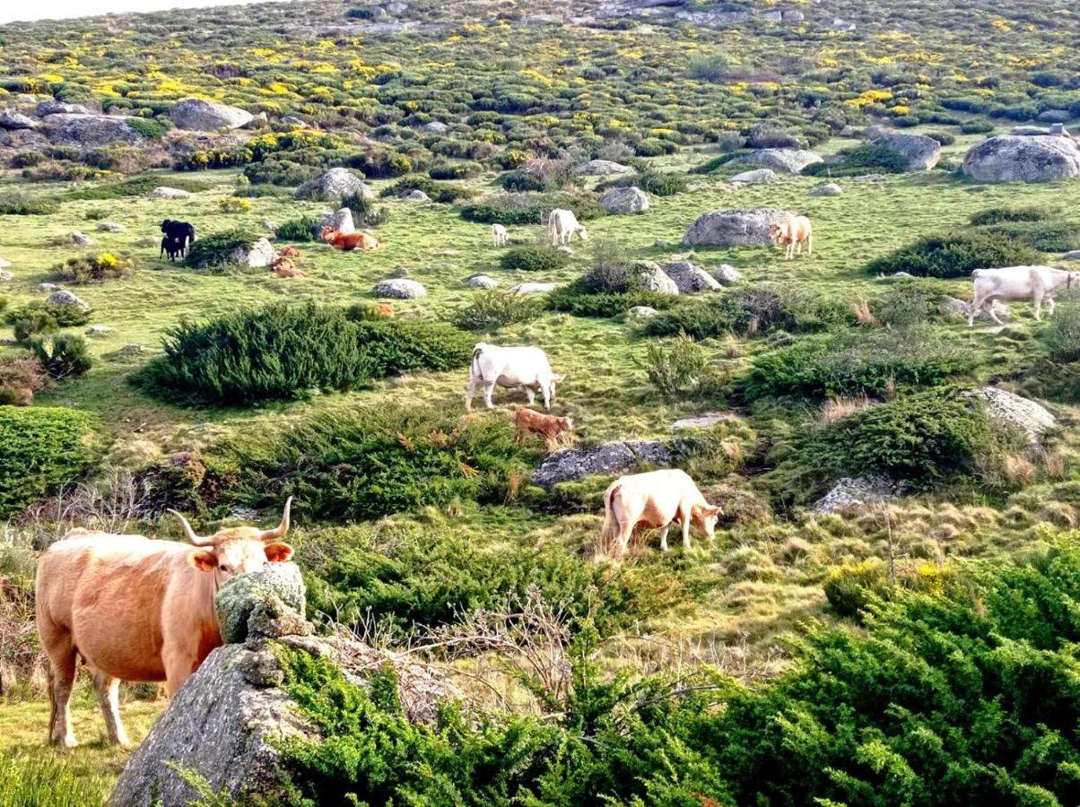 Navaquesera Mirador De Gredos Ávila Exterior foto